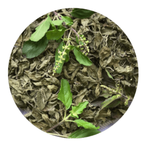 organic Krishna/Shyama Tulsi Leaf Dry Ocimum Sanctum