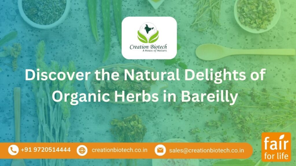 organic herbs in Bareilly