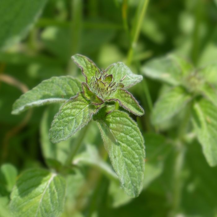 organic Mentha products