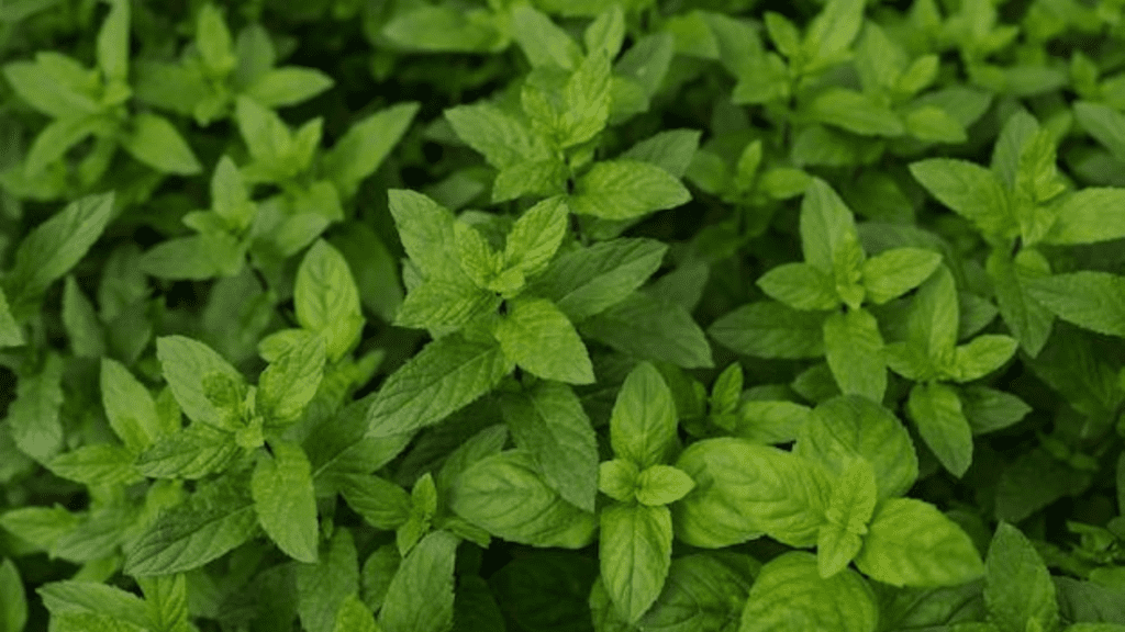 Mentha flakes