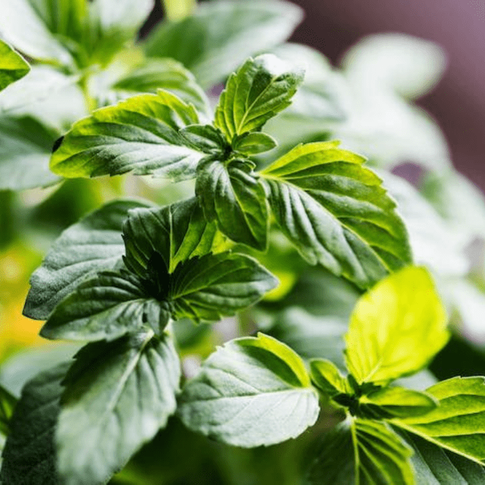mentha flakes