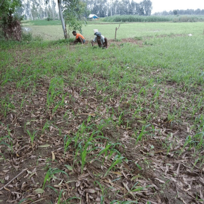 organic compost in regenerative organic farming