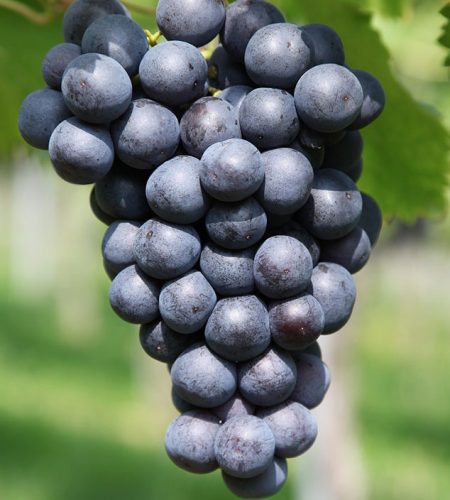 grapes